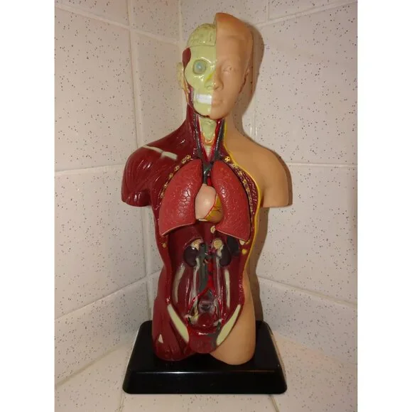 Vintage Human Torso Model w/ detachable Heart Lungs oddity curiosity medical - Picture 3 of 10